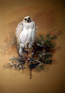 جرينفال gyrfalcon